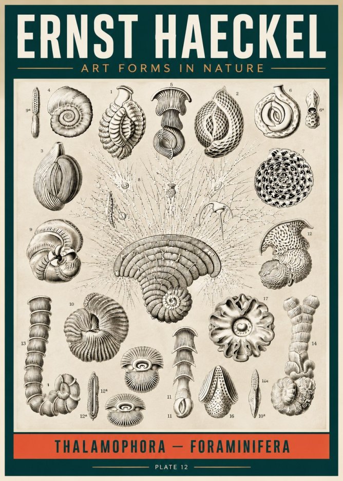 Ernst Haeckel Thalamophora – Foraminifera Plate 12 No2 - Juliste