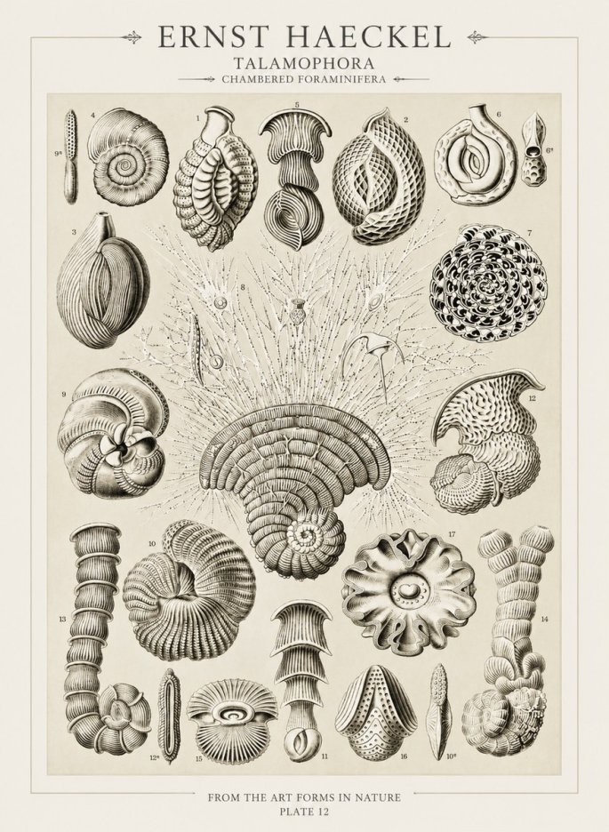 Ernst Haeckel Thalamophora – Foraminifera Plate 12 No3 - Juliste