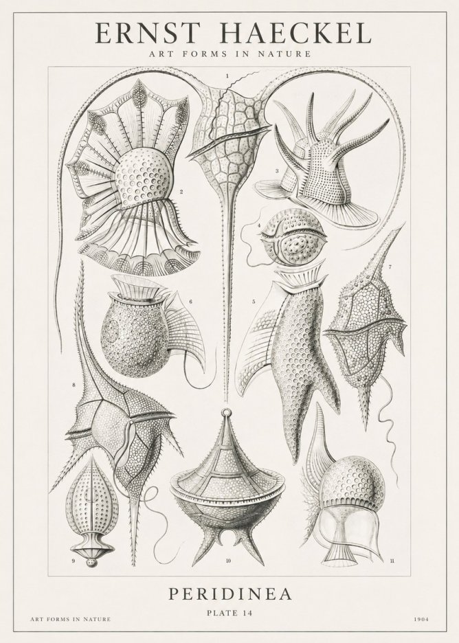 Ernst Haeckel Peridinea No1 - Juliste