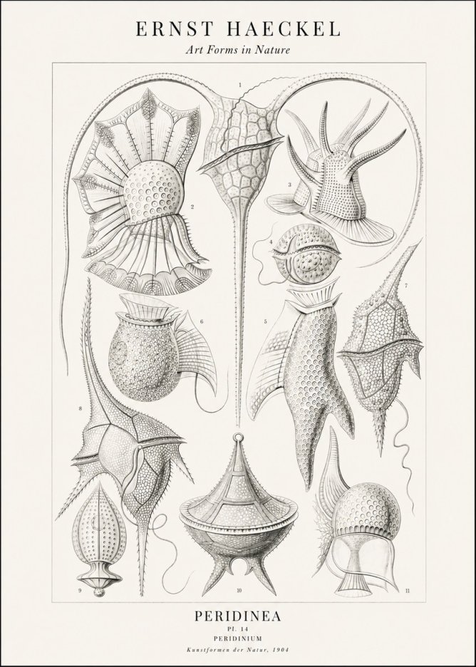 Ernst Haeckel Peridinea No2 - Juliste