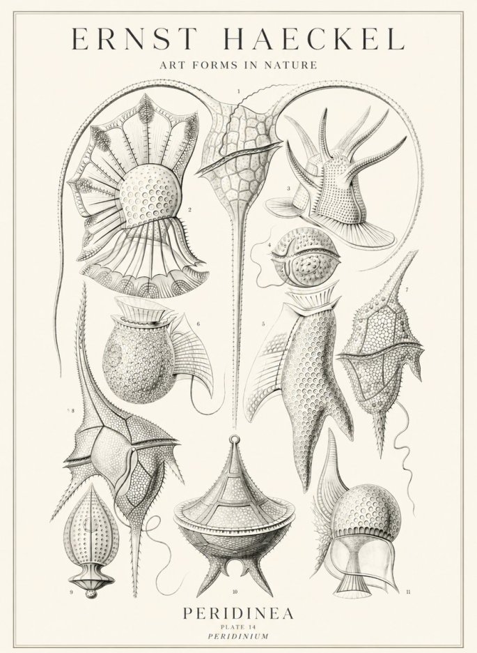 Ernst Haeckel Peridinea No3 - Juliste