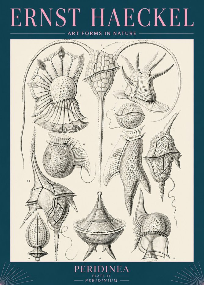 Ernst Haeckel Peridinea No5 - Juliste