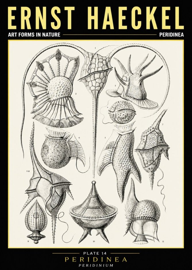 Ernst Haeckel Peridinea No6 - Juliste