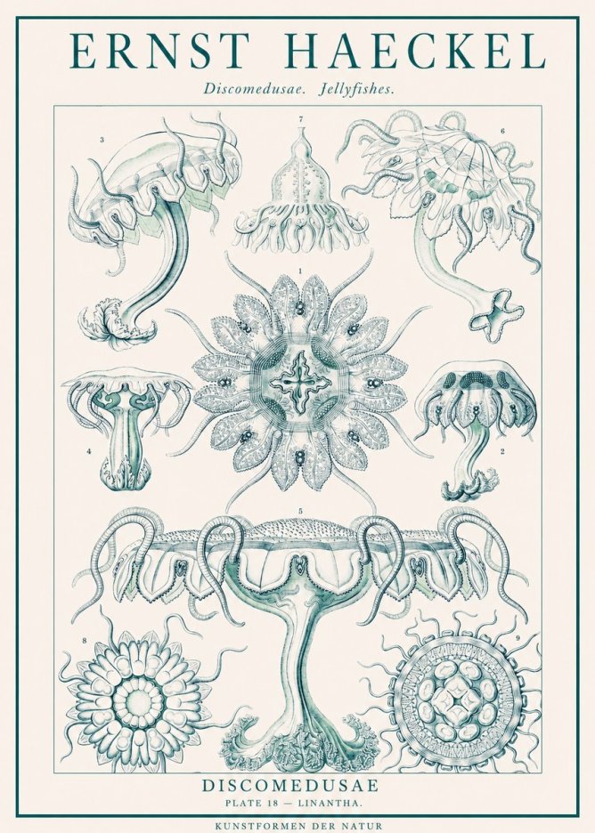Ernst Haeckel Discomedusae. Jellyfishes. No1 - Juliste