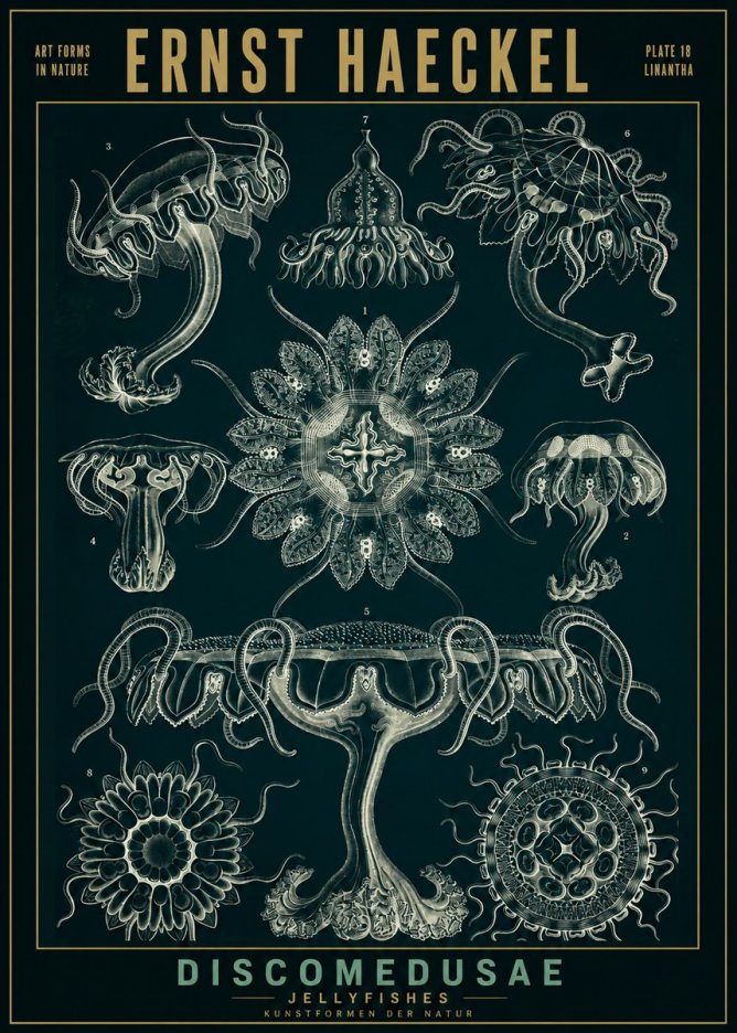 Ernst Haeckel Discomedusae. Jellyfishes. No2 - Juliste