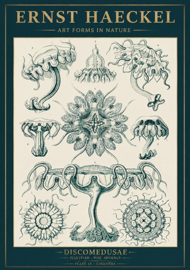 Ernst Haeckel Discomedusae. Jellyfishes. No5 - Juliste