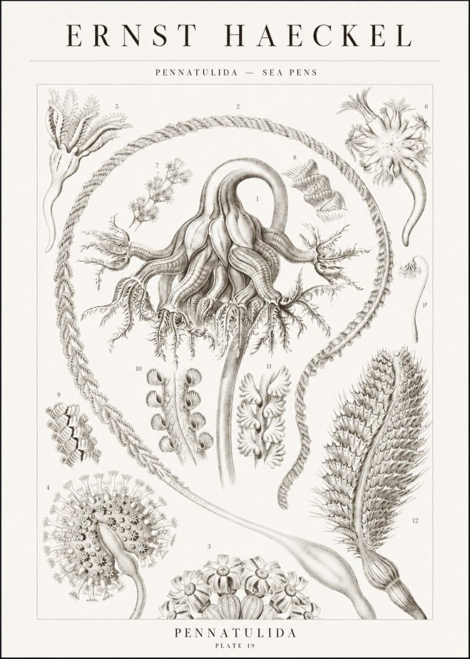 Ernst Haeckel Pennatulida - Sea Pens No1 - Juliste
