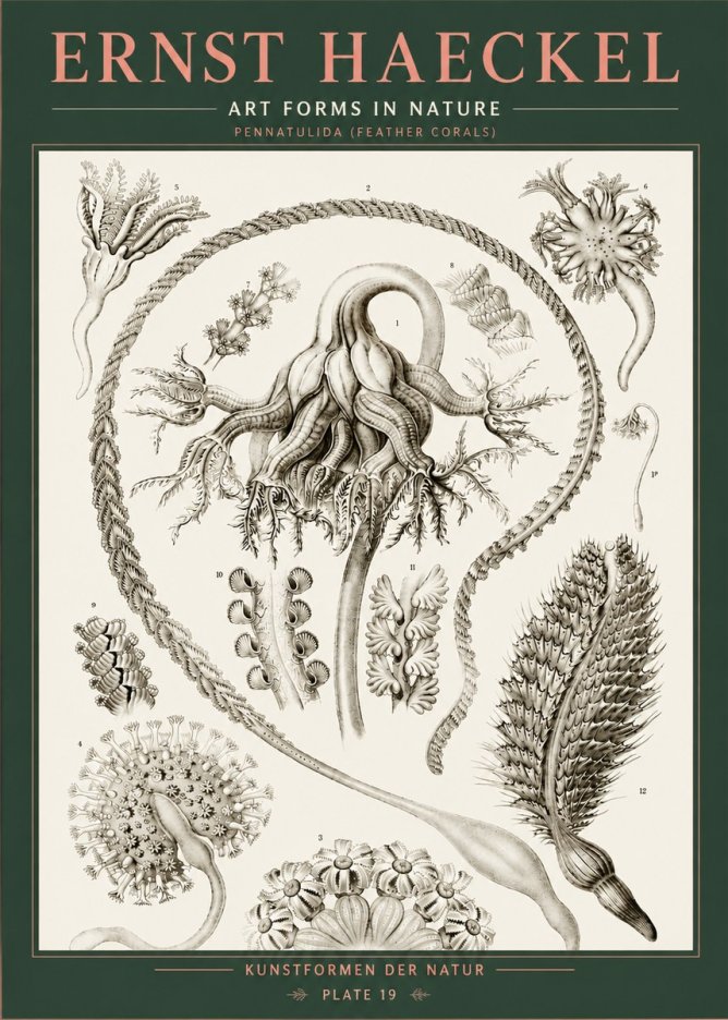 Ernst Haeckel Pennatulida - Sea Pens No5 - Juliste