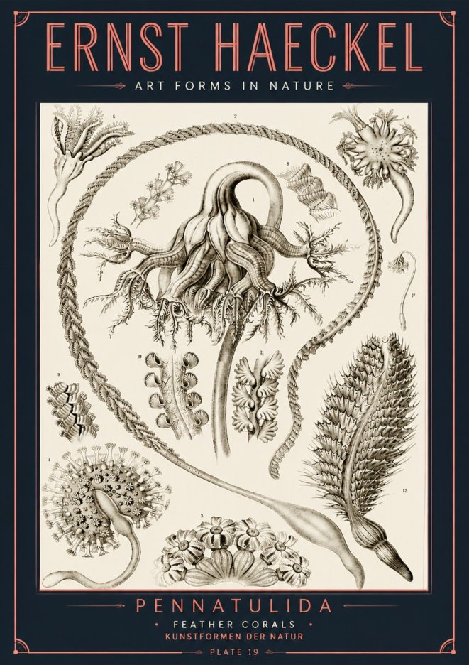Ernst Haeckel Pennatulida - Sea Pens No6 - Juliste