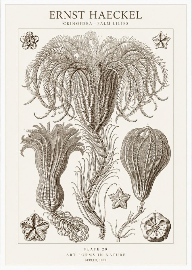 Ernst Haeckel Crinoidea - Palm Lilies No1 - Juliste