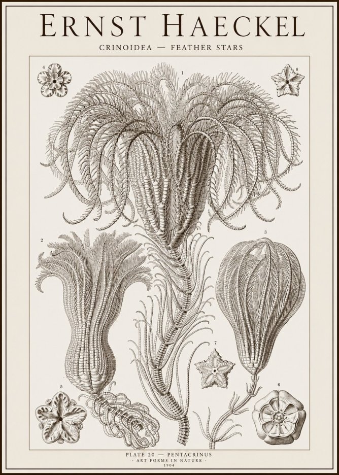 Ernst Haeckel Crinoidea - Palm Lilies No2 - Juliste
