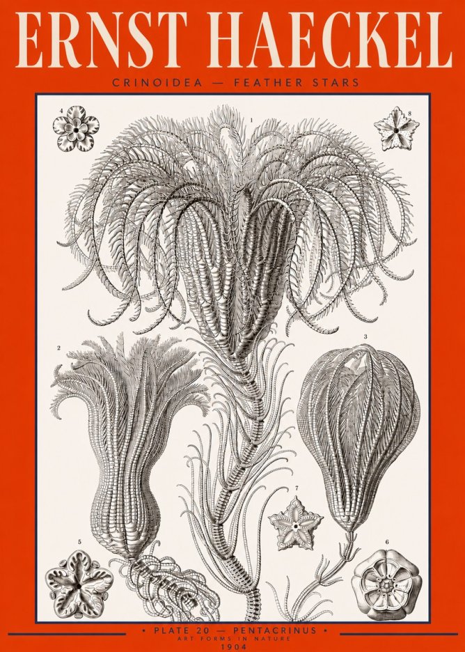 Ernst Haeckel Crinoidea - Palm Lilies No3 - Juliste