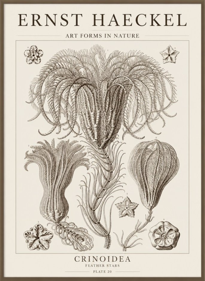 Ernst Haeckel Crinoidea - Palm Lilies No5 - Juliste
