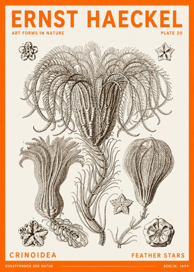 Ernst Haeckel Crinoidea - Palm Lilies No6 - Juliste