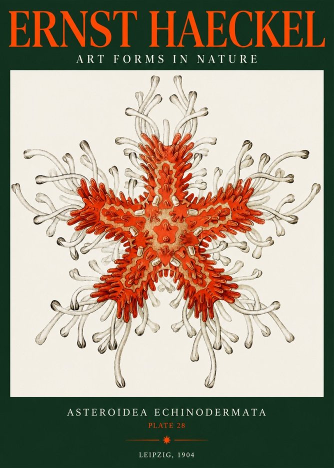 Ernst Haeckel Asteroidea Echinodermata Plate 28 No2 - Juliste
