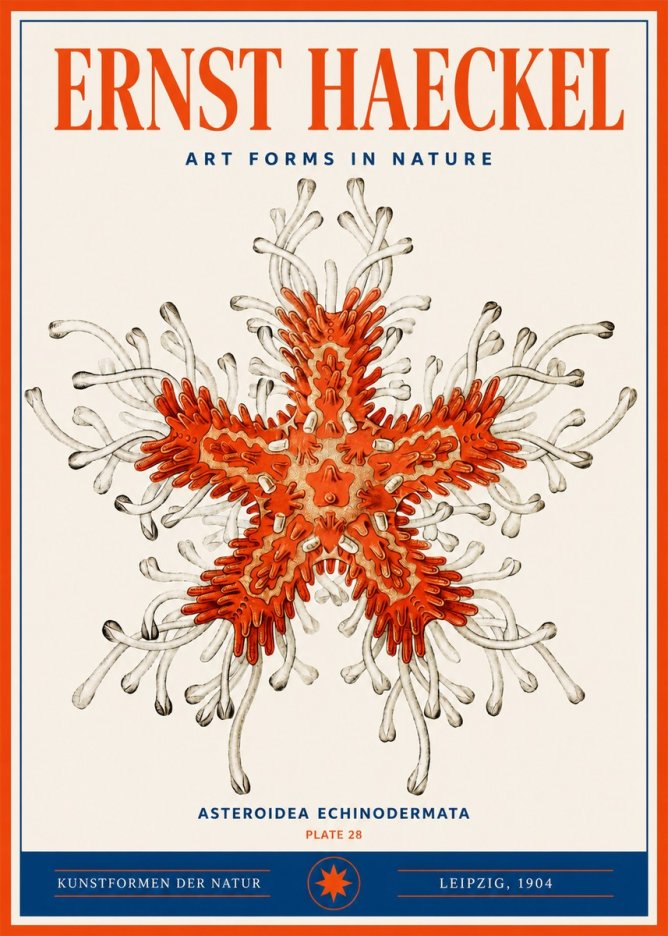 Ernst Haeckel Asteroidea Echinodermata Plate 28 No3 - Juliste