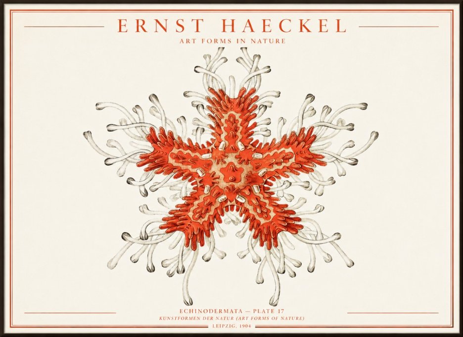 Ernst Haeckel Asteroidea Echinodermata Plate 28 No4 - Juliste
