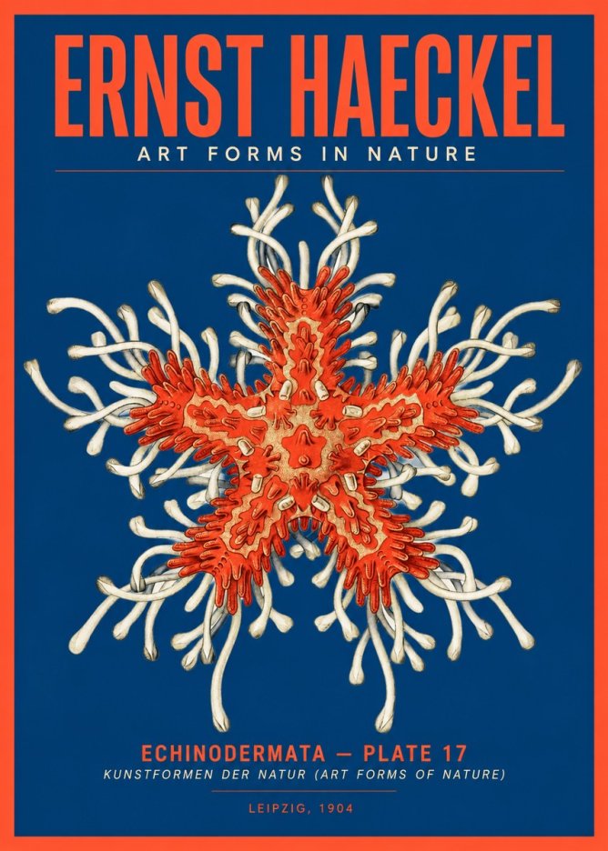 Ernst Haeckel Asteroidea Echinodermata Plate 28 No5 - Juliste