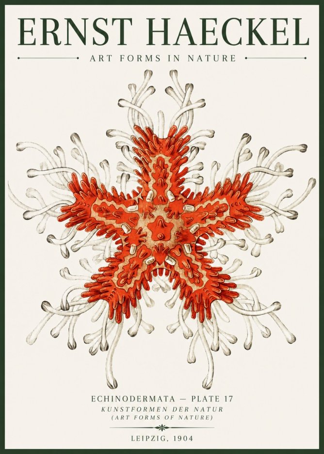 Ernst Haeckel Asteroidea Echinodermata Plate 28 No6 - Juliste