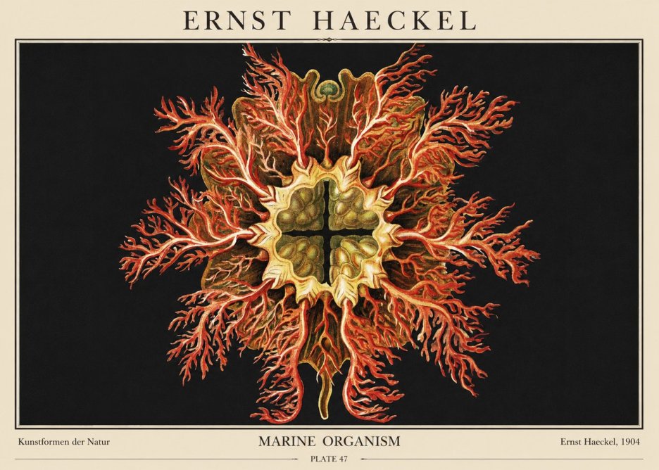 Ernst Haeckel Marine Organism No1 - Juliste