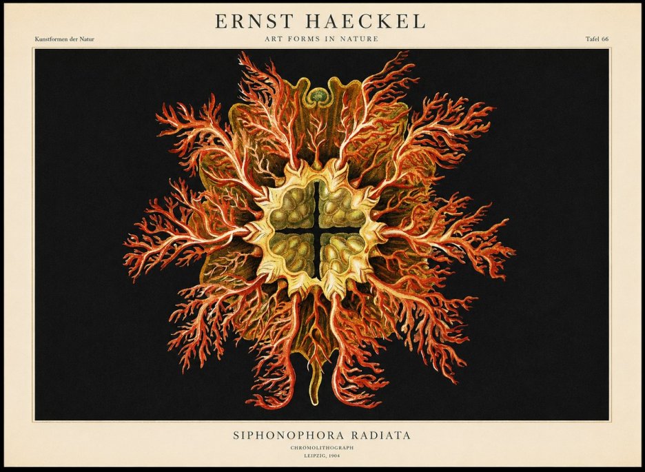 Ernst Haeckel Marine Organism No2 - Juliste