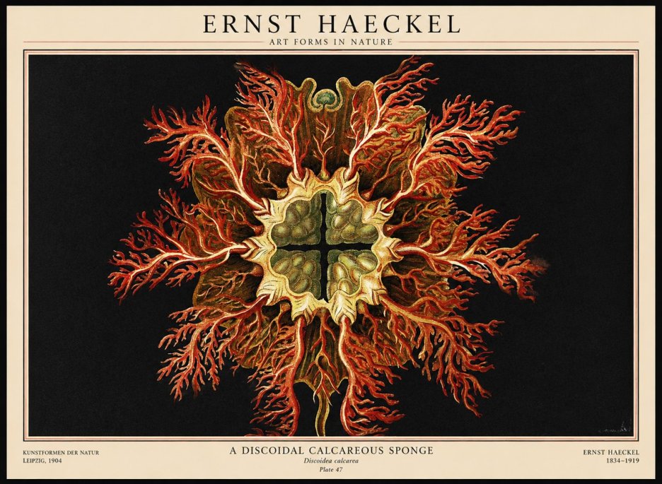 Ernst Haeckel Marine Organism No3 - Juliste