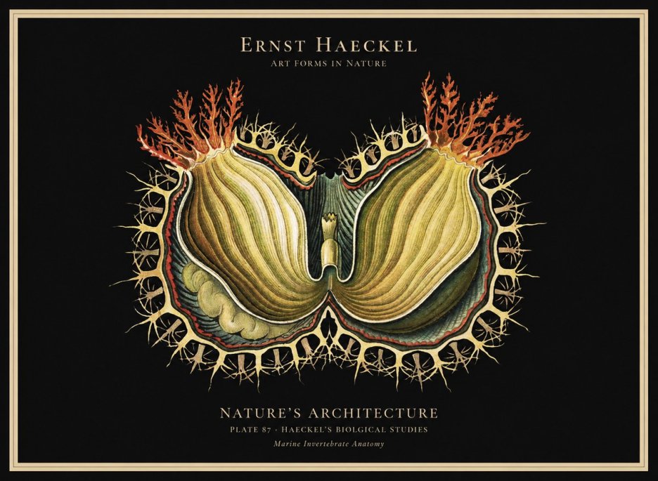 Ernst Haeckel Nature's Architecture No1 - Juliste
