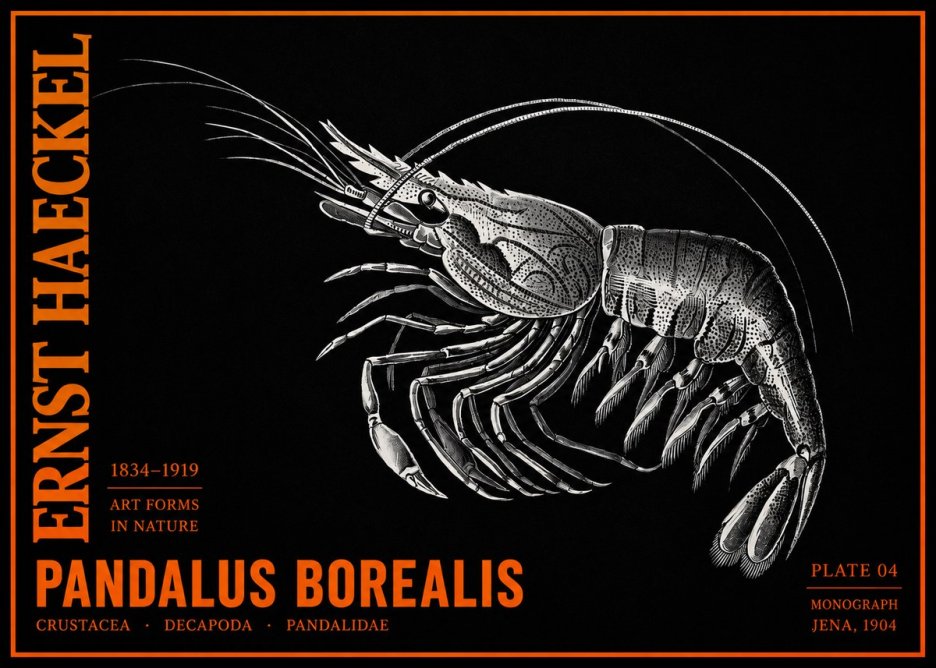 Ernst Haeckel Pandalus Borealis No2 - Juliste