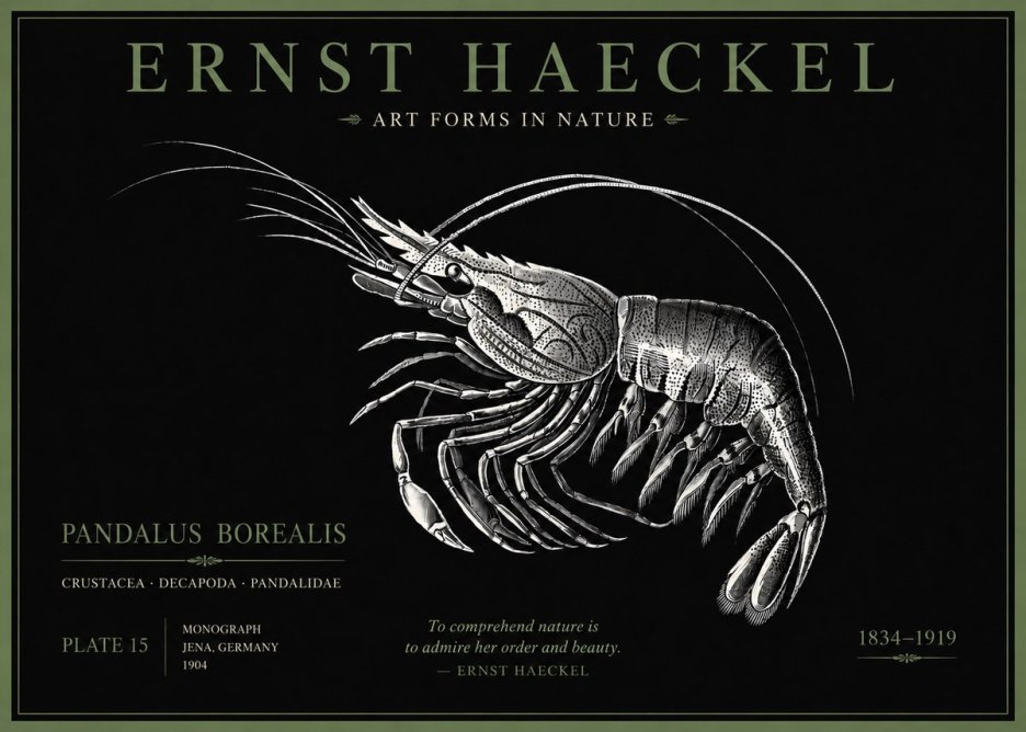 Ernst Haeckel Pandalus Borealis No5 - Juliste