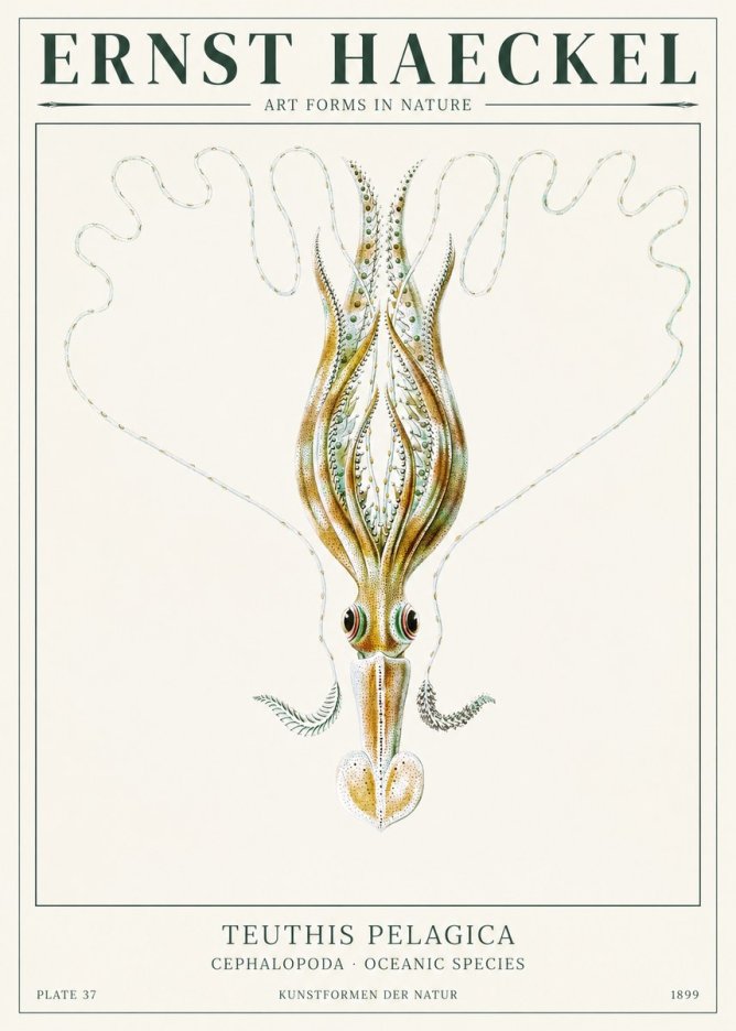Ernst Haeckel Teuthis Pelagica No1 - Juliste