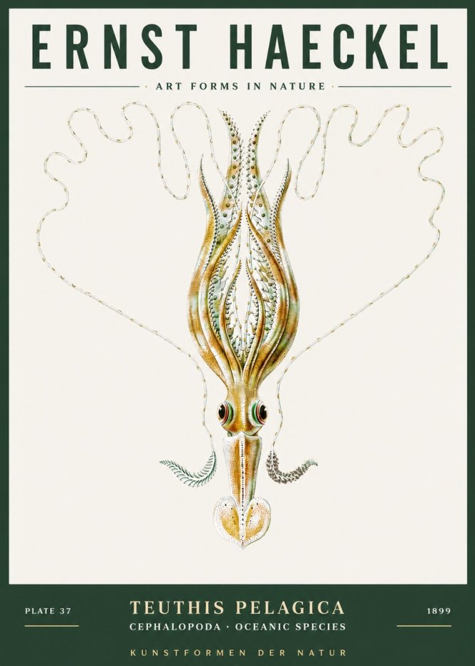 Ernst Haeckel Teuthis Pelagica No3 - Juliste