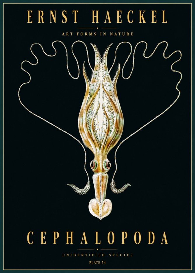 Ernst Haeckel Teuthis Pelagica No5 - Juliste