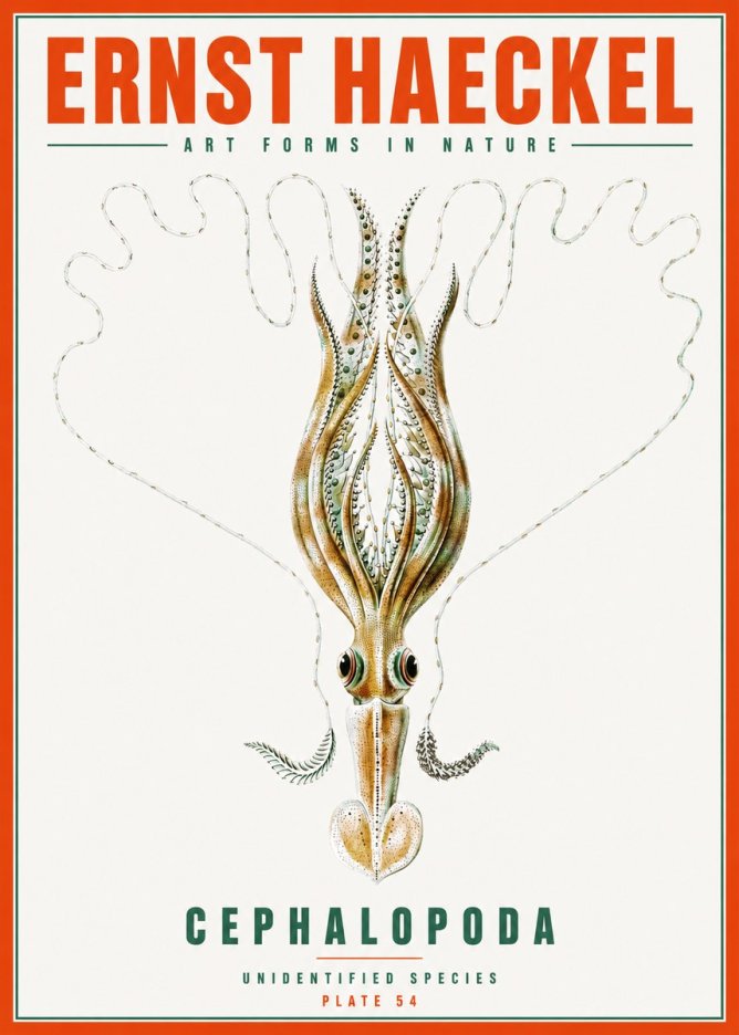Ernst Haeckel Teuthis Pelagica No6 - Juliste