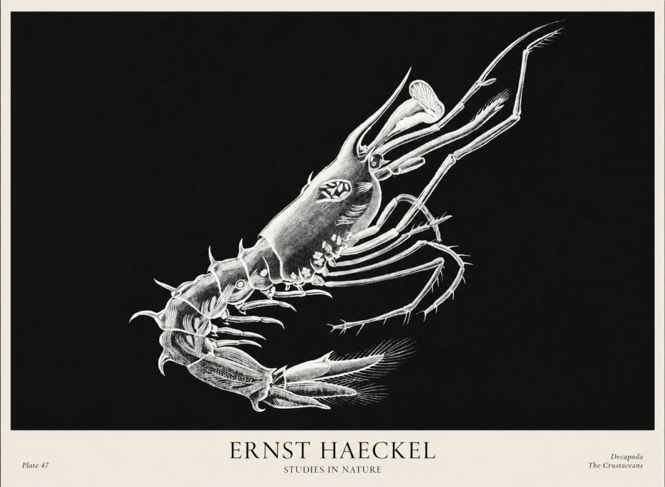 Ernst Haeckel Decapoda the Crustaceans No1 - Juliste