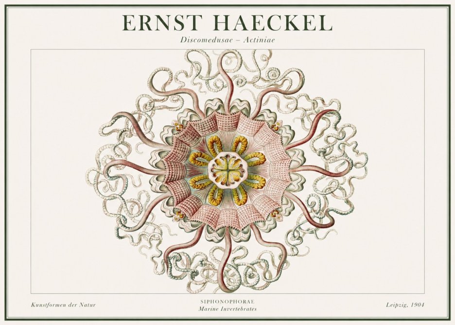 Ernst Haeckel Discomedusae – Actiniae No1 - Juliste