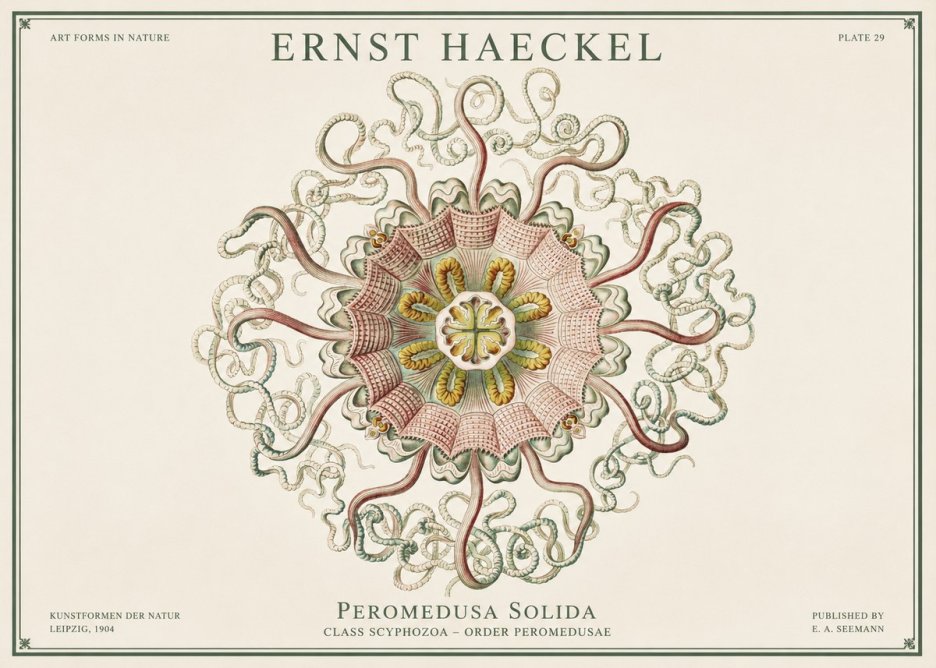Ernst Haeckel Discomedusae – Actiniae No3 - Juliste