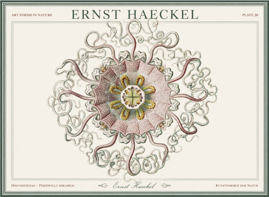 Ernst Haeckel Discomedusae – Actiniae No5 - Juliste