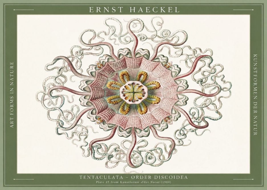 Ernst Haeckel Discomedusae – Actiniae No6 - Juliste