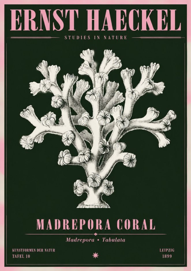 Ernst Haeckel Corallium Rubrum I No5 - Juliste