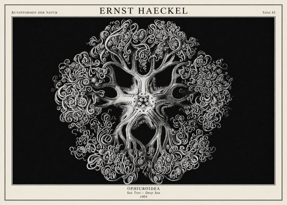 Ernst Haeckel Ophiuroidea Sea Tree - Deep Sea No1 - Juliste