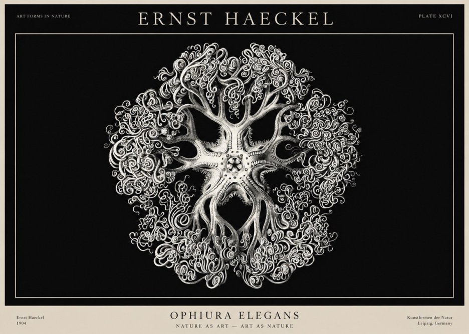 Ernst Haeckel Ophiuroidea Sea Tree - Deep Sea No3 - Juliste