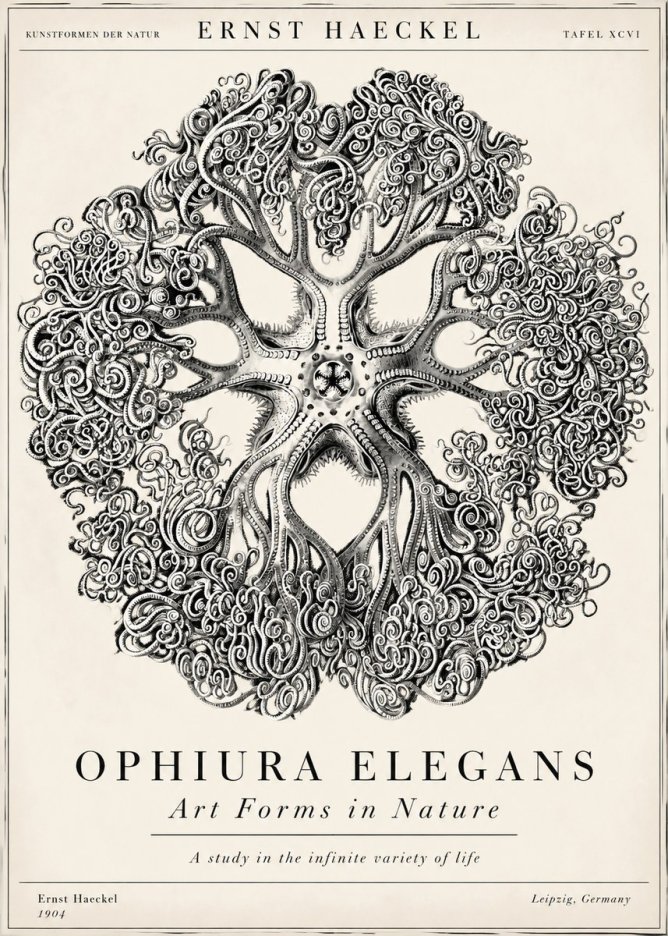 Ernst Haeckel Ophiuroidea Sea Tree - Deep Sea No6 - Juliste