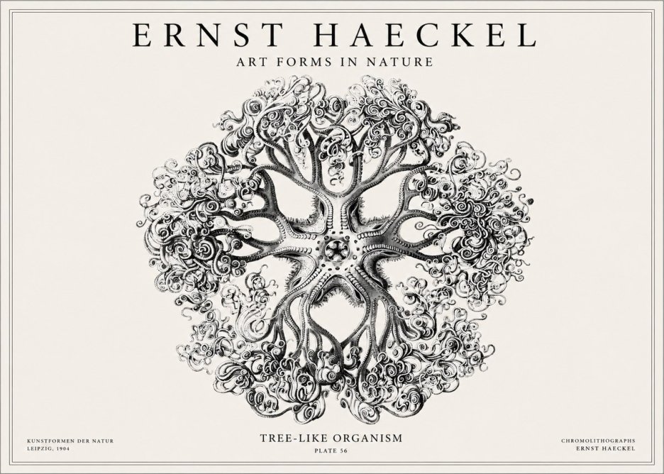 Ernst Haeckel Tree-like Organism No1 - Juliste