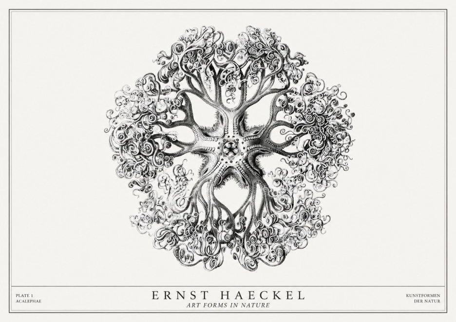Ernst Haeckel Tree-like Organism No3 - Juliste