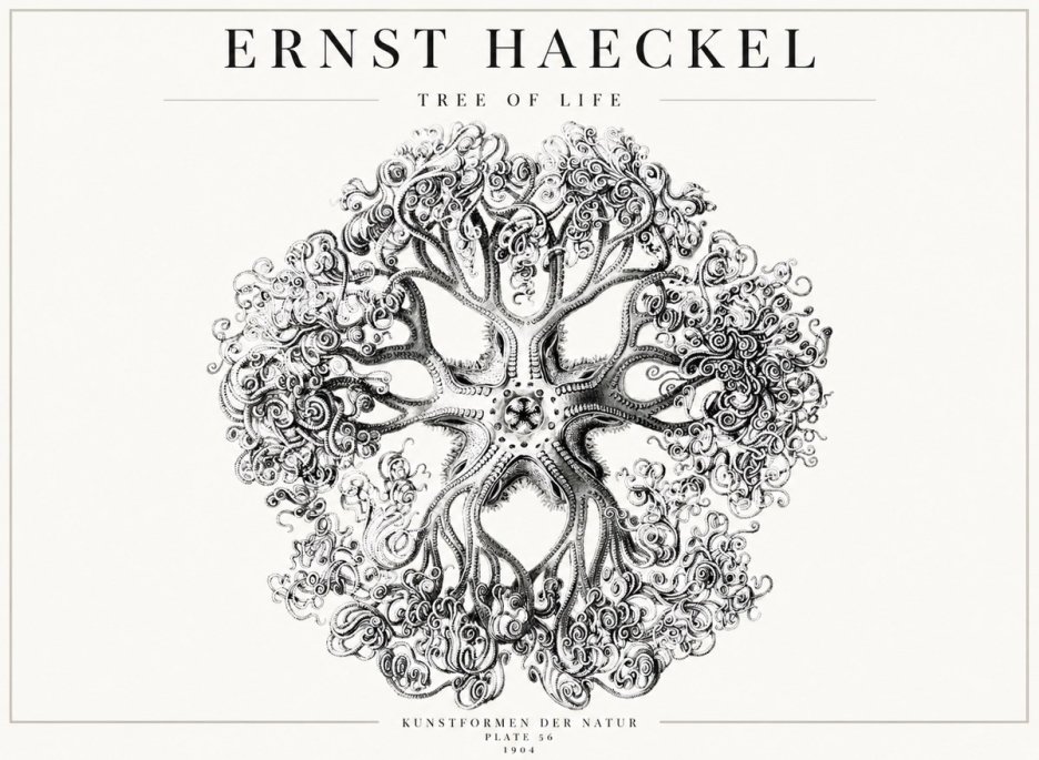 Ernst Haeckel Tree-like Organism No4 - Juliste