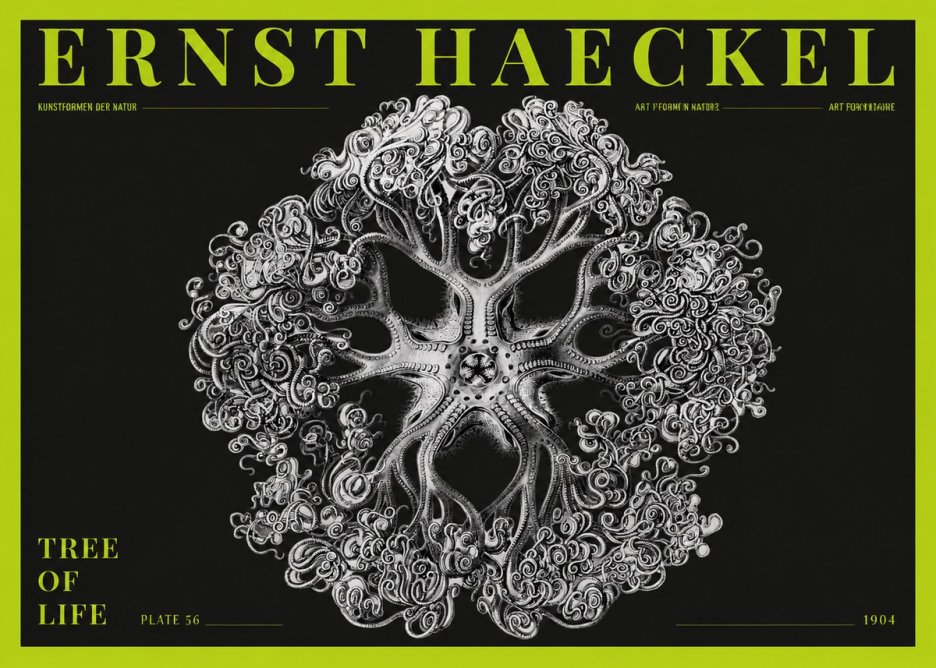 Ernst Haeckel Tree-like Organism No5 - Juliste