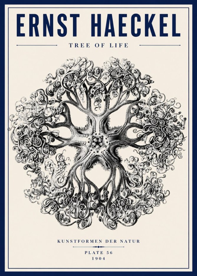 Ernst Haeckel Tree-like Organism No6 - Juliste