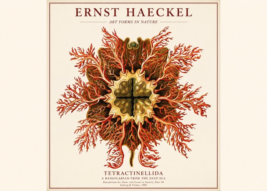 Ernst Haeckel Tetractinellida a Radiolarian from the Deep Sea No1 - Juliste