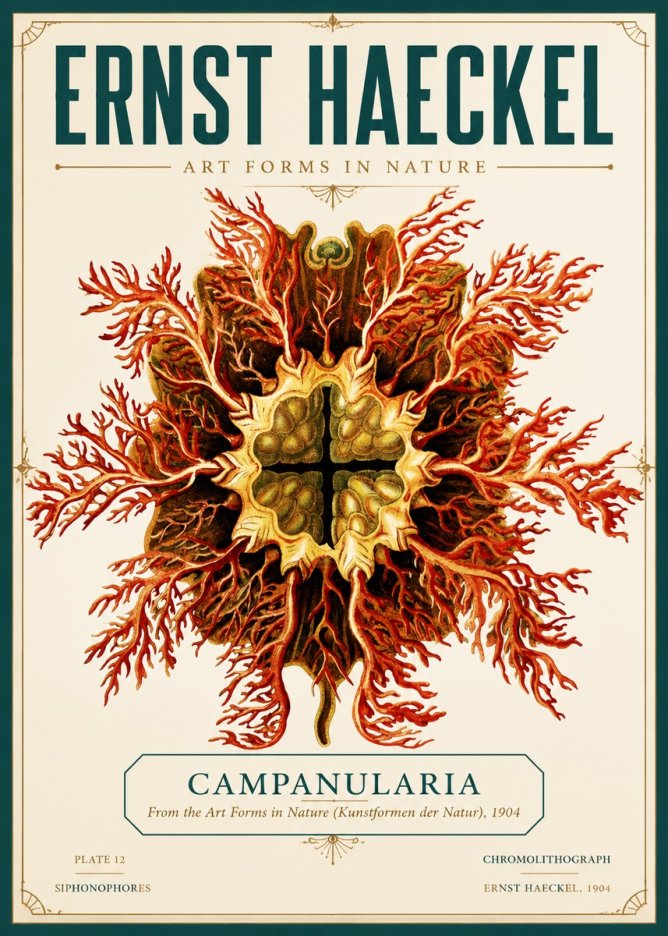 Ernst Haeckel Tetractinellida a Radiolarian from the Deep Sea No6 - Juliste