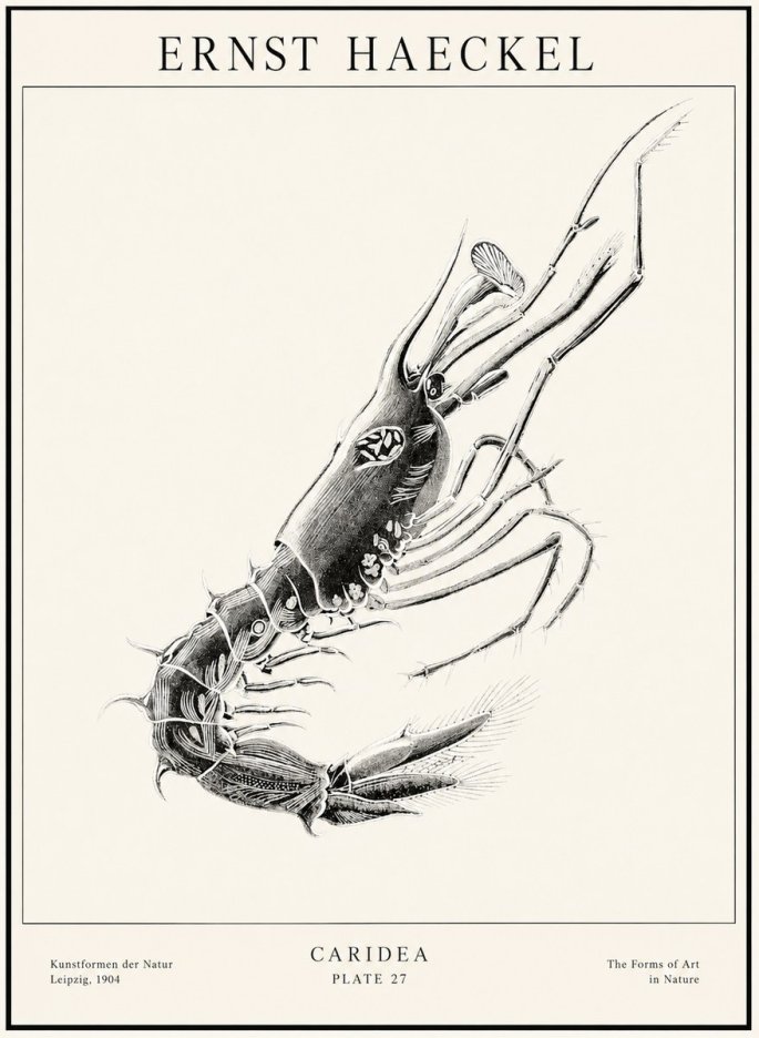 Ernst Haeckel Caridea Plate 27 No1 - Juliste